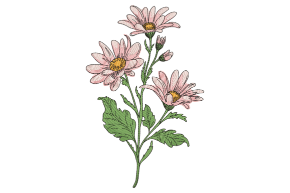 Beautiful Pink Daisy Flower
